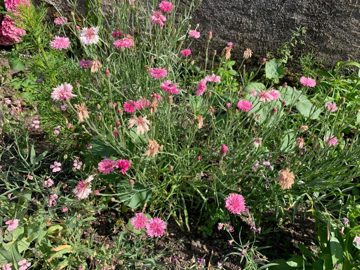 Les Jardins D'Elise, Calme Et Verdure A Lure Lure  Exterior photo